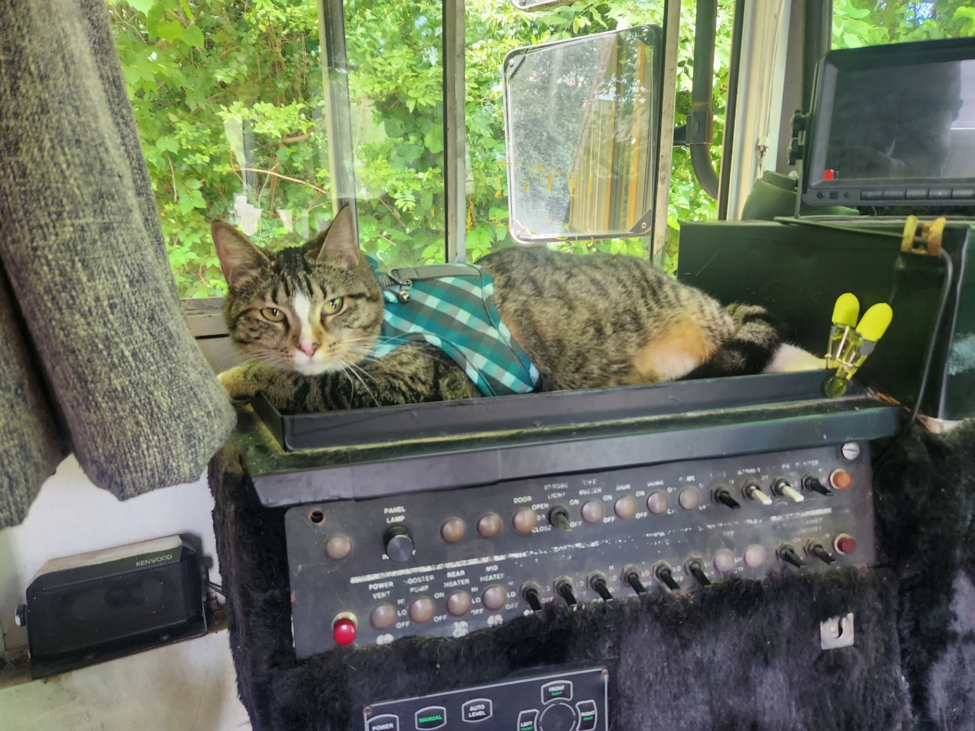 Dashboard Cat